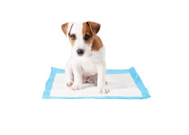 Duvo P-Pad Medium 30 x 45 cm Puppypad