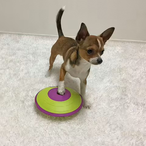 Nina Ottosson Dog Treat Maze Level 2 Voerspeelgoed