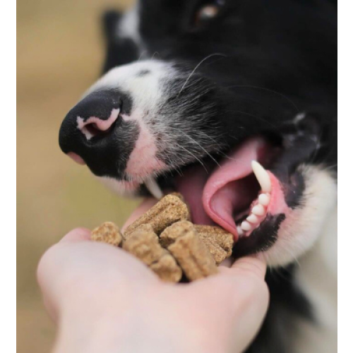 Carnis Geperst kip regular hondenvoeding